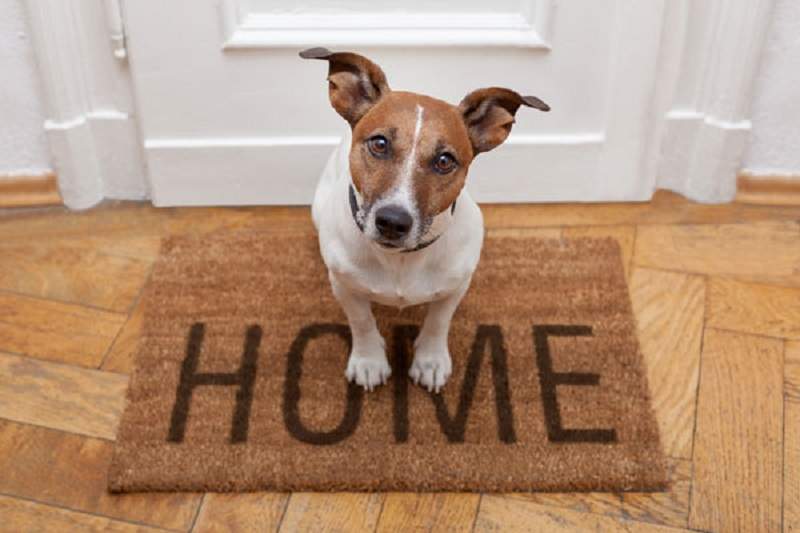 Scopri di più sull'articolo Cani in condominio
